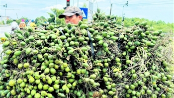 Trồng loại cây 'nhàn hạ', nông dân Quảng Ngãi vẫn thu lãi dù giá giảm sâu