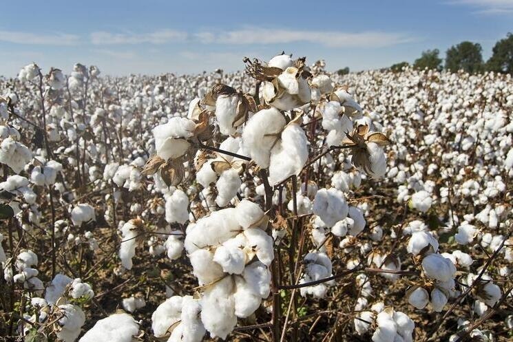 Một mặt hàng của Mỹ đang 'tháo chạy' khỏi Trung Quốc, đổ dồn vào Việt Nam