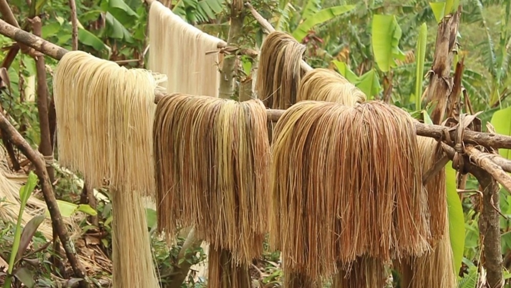 Việt Nam có nguồn kho báu vô tận 160 triệu tấn/năm, nhưng bấy lâu bị biến thành thức ăn cho lợn