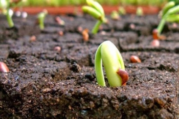Sản vật có hương vị 'gây nghiện' của Việt Nam được 5 quốc gia khó tính bậc nhất thế giới chi hàng tỷ USD tìm mua, kim ngạch xuất khẩu tăng 62%