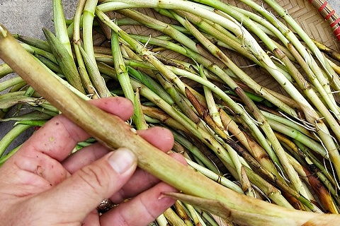 Loại rau dân dã từng gắn với ký ức nghèo khó, nay hóa đặc sản lạ miệng khiến nhiều người mê, giá 80.000 đồng/kg