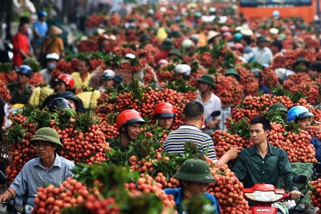 Xuất khẩu vải thiều thiết lập kỷ lục mới: Trung Quốc, Papua New Guinea tăng cường thu mua