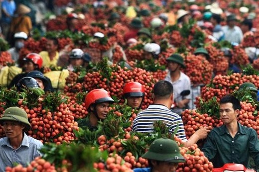 Xuất khẩu vải thiều thiết lập kỷ lục mới: Trung Quốc, Papua New Guinea tăng cường thu mua