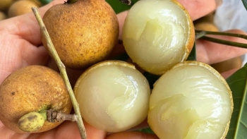 Loại nhãn đặc sản trái to, cùi giòn, hình dáng đặc biệt vốn là hàng hiếm bất ngờ rớt giá xuống thấp kỷ lục trong 5 năm