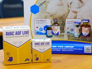 Thêm 340.000 liều vaccine phòng dịch tả lợn châu Phi của Việt Nam được 'xuất ngoại'