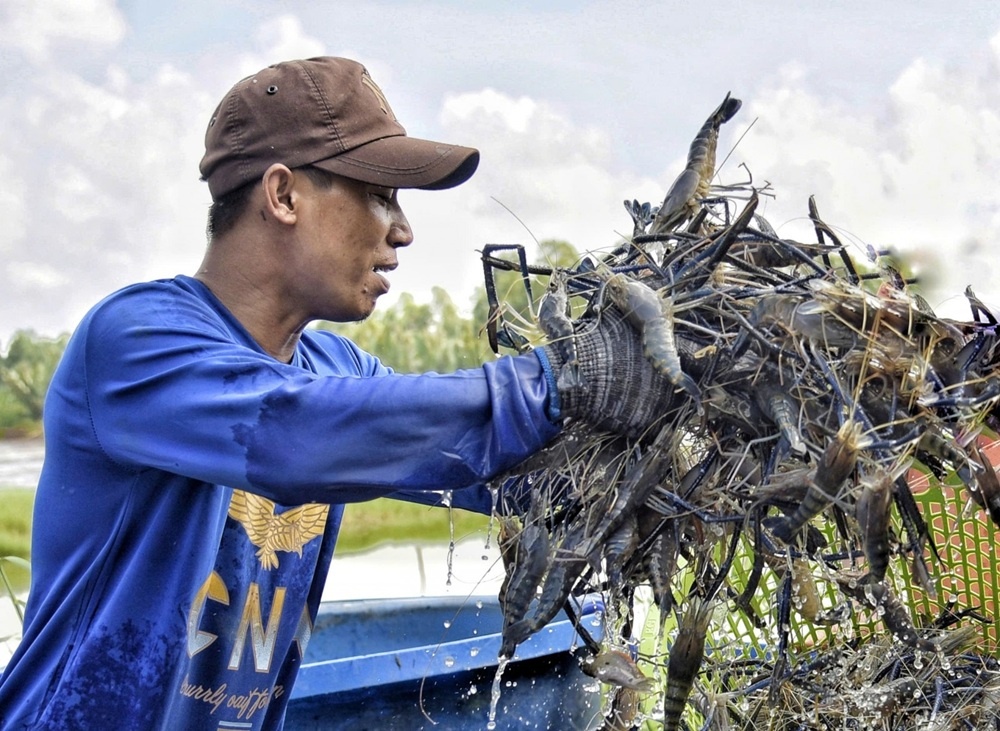 Nông dân thủ phủ tôm càng xanh trúng đậm, thương lái vào tận ao lùng mua từng ký