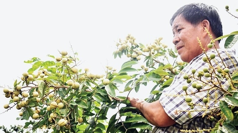 Nông dân Vĩnh Long lai tạo giống được ‘viên ngọc quý’ trong vườn: Quả lép, ăn ngon, sản lượng 25 tấn/ha, mở ra cơ hội ‘kiếm tiền kép’