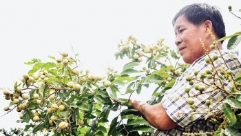 Nông dân Vĩnh Long lai tạo giống được ‘viên ngọc quý’ trong vườn: Quả lép, ăn ngon, sản lượng 25 tấn/ha, mở ra cơ hội ‘kiếm tiền kép’