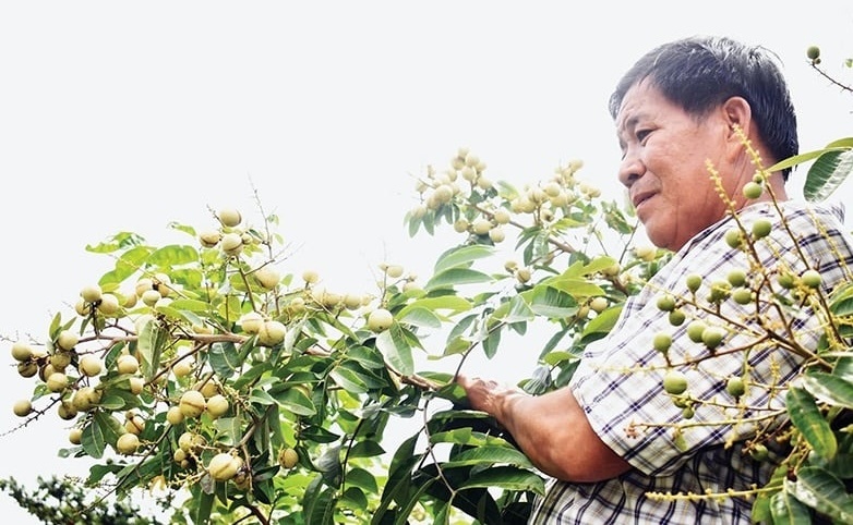 Nông dân Vĩnh Long lai tạo giống được ‘viên ngọc quý’ trong vườn: Quả lép, ăn ngon, sản lượng 25 tấn/ha, mở ra cơ hội ‘kiếm tiền kép’
