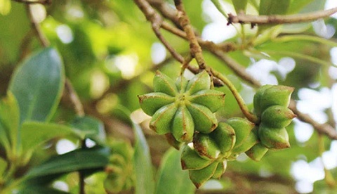 Việt Nam sở hữu loại hoa triệu đô của thế giới, được coi là 'báu vật' từ núi rừng: Vừa thu về hơn 40 triệu USD, Ấn Độ cực mê