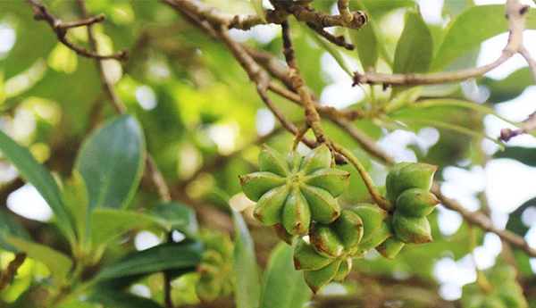 Việt Nam sở hữu loại hoa triệu đô của thế giới, được coi là báu vật” từ núi rừng: Vừa thu về hơn 40 triệu USD, Ấn Độ cực mê