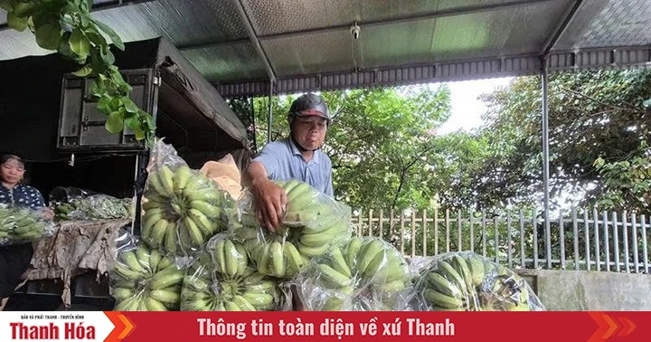 Hàng trăm gia đình tại một ngôi làng Thanh Hóa ăn nên làm ra nhờ buôn loại quả trồng khắp Việt Nam