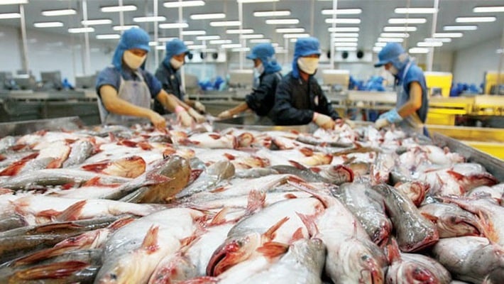 VHC, ANV, IDI: VASEP dự báo giá cá tra xuất khẩu tăng từ tháng 9/2025 vì khan hàng