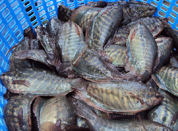 Từng là món nghèo khó, nay phơi khô thành đặc sản 'hái ra tiền' 400.000 đồng/kg