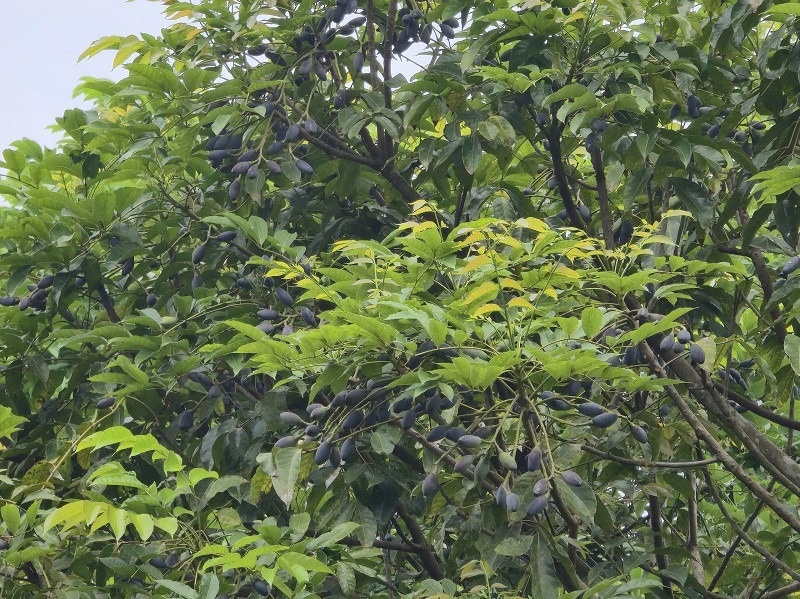 Một làng ở Bắc Ninh trúng đậm nhờ trồng loại cây 'càng hái càng ra tiền', quả tươi đang bán 120.000 đồng/kg