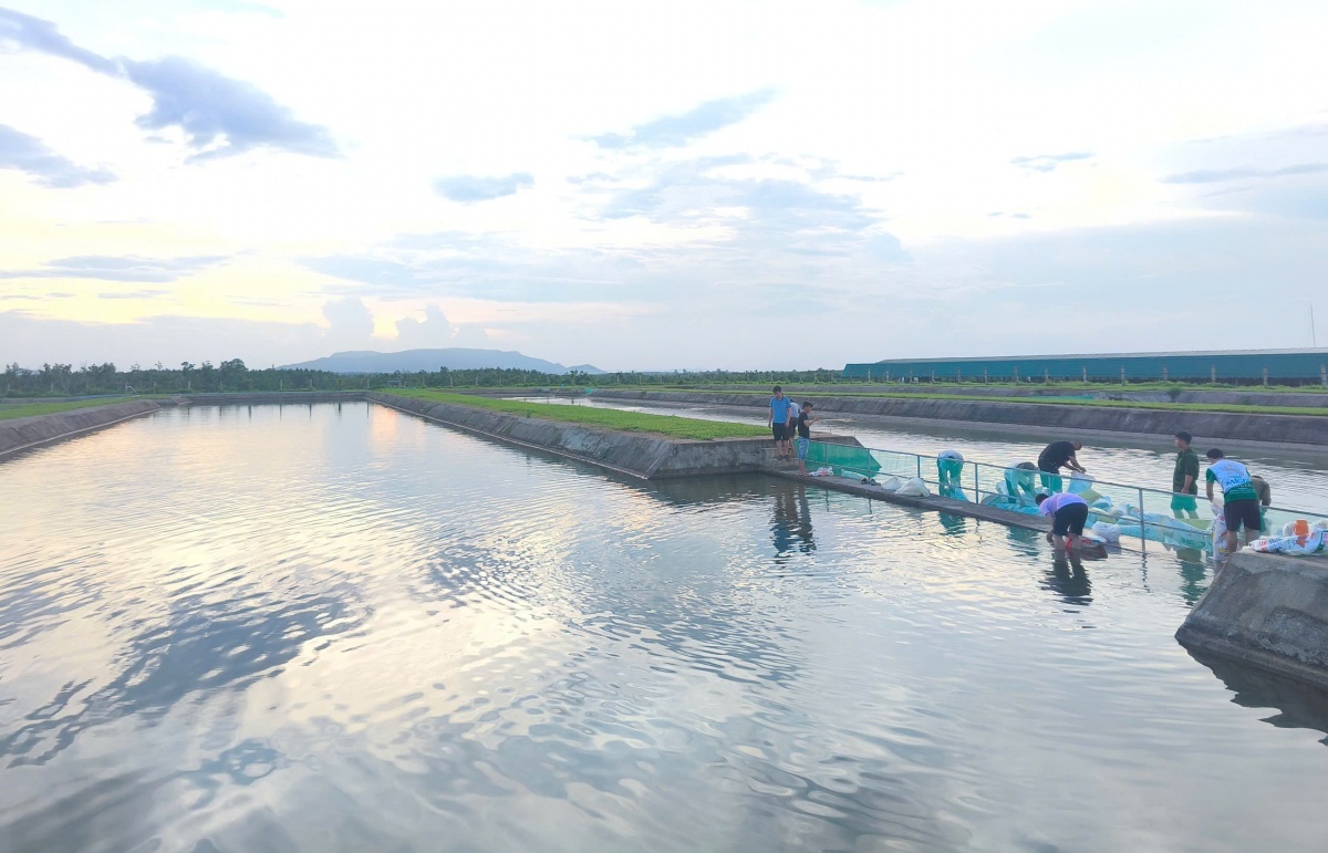 Xí nghiệp của ông Trần Bá Dương lên kế hoạch nuôi 9.000 con cá, trồng rau trên 2.400m2 đất