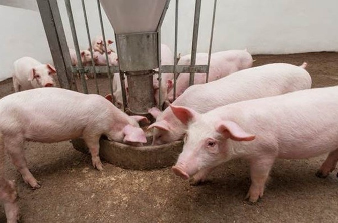 Giá thịt lợn vượt 60.000 đồng/kg: Doanh nghiệp chăn nuôi 'đếm tiền mỏi tay' hay lợi nhuận bị 'ăn mòn' vì chi phí thức ăn chăn nuôi neo cao