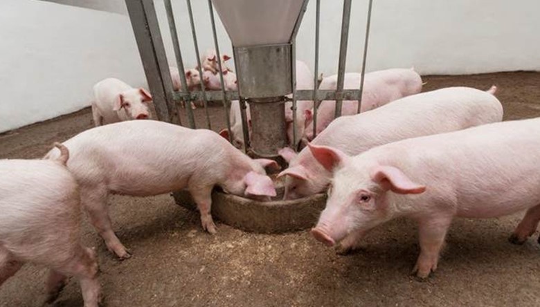 Giá thịt lợn vượt 60.000 đồng/kg: Doanh nghiệp chăn nuôi 'đếm tiền mỏi tay' hay lợi nhuận bị 'ăn mòn' vì chi phí thức ăn chăn nuôi neo cao