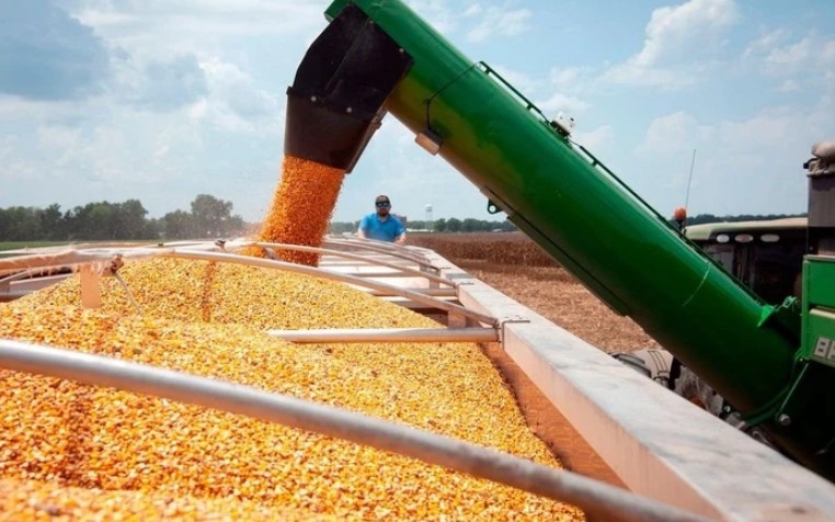 Là quốc gia sản xuất một mặt hàng nông sản quan trọng lớn nhất thế giới, Mỹ sắp đón nhận 1 mùa vụ có diện tích thu hoạch lớn nhất kể từ 1933