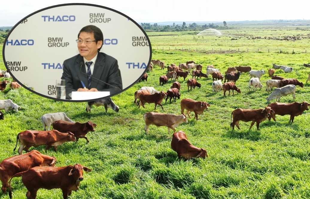 Gần 60.000 con bò của xí nghiệp 'nhà' ông Trần Bá Dương được gắn 'thẻ căn cước'