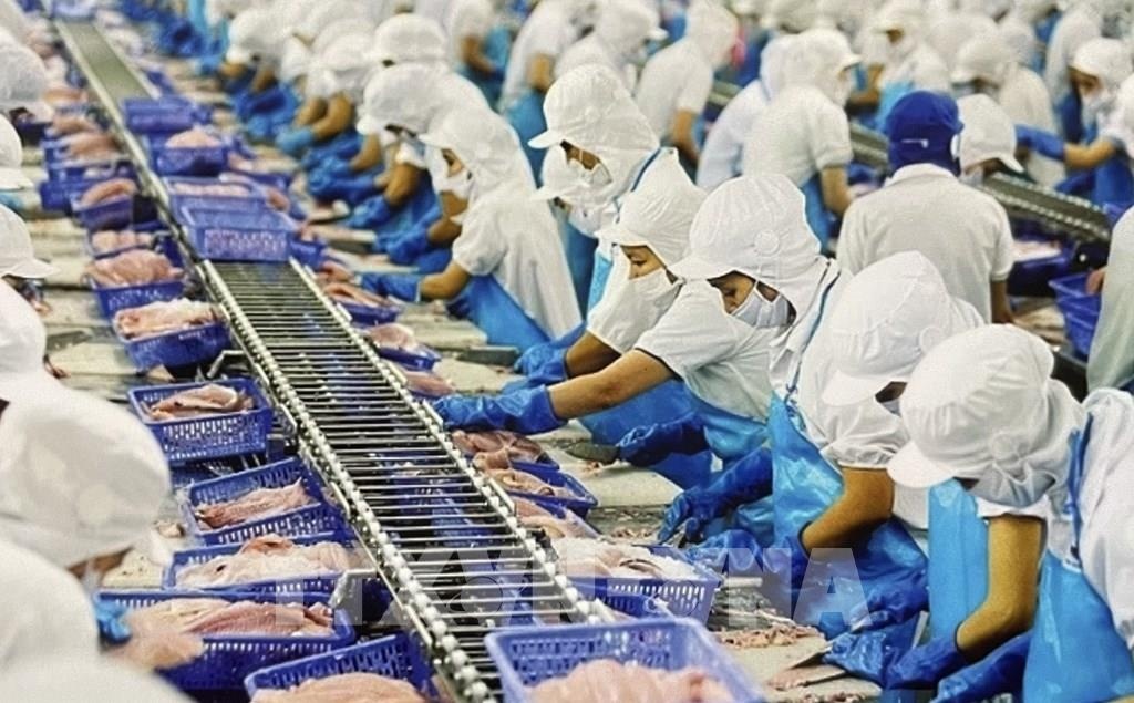 Cổ phiếu cá tra VHC, IDI, ANV bứt phá sau 'tin vui' từ thị trường xuất khẩu