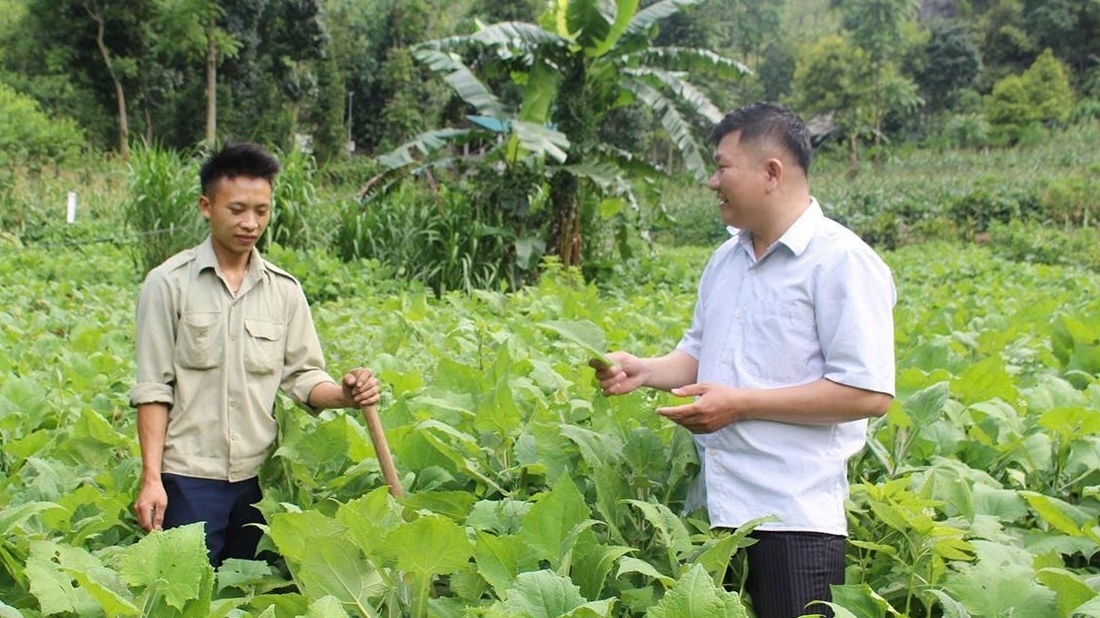 Nông dân Tuyên Quang ‘nghĩ mới làm thật’, trồng loại cây rất hợp với đất miền núi: Thu hoạch là thương lái ‘giành’ mua sạch