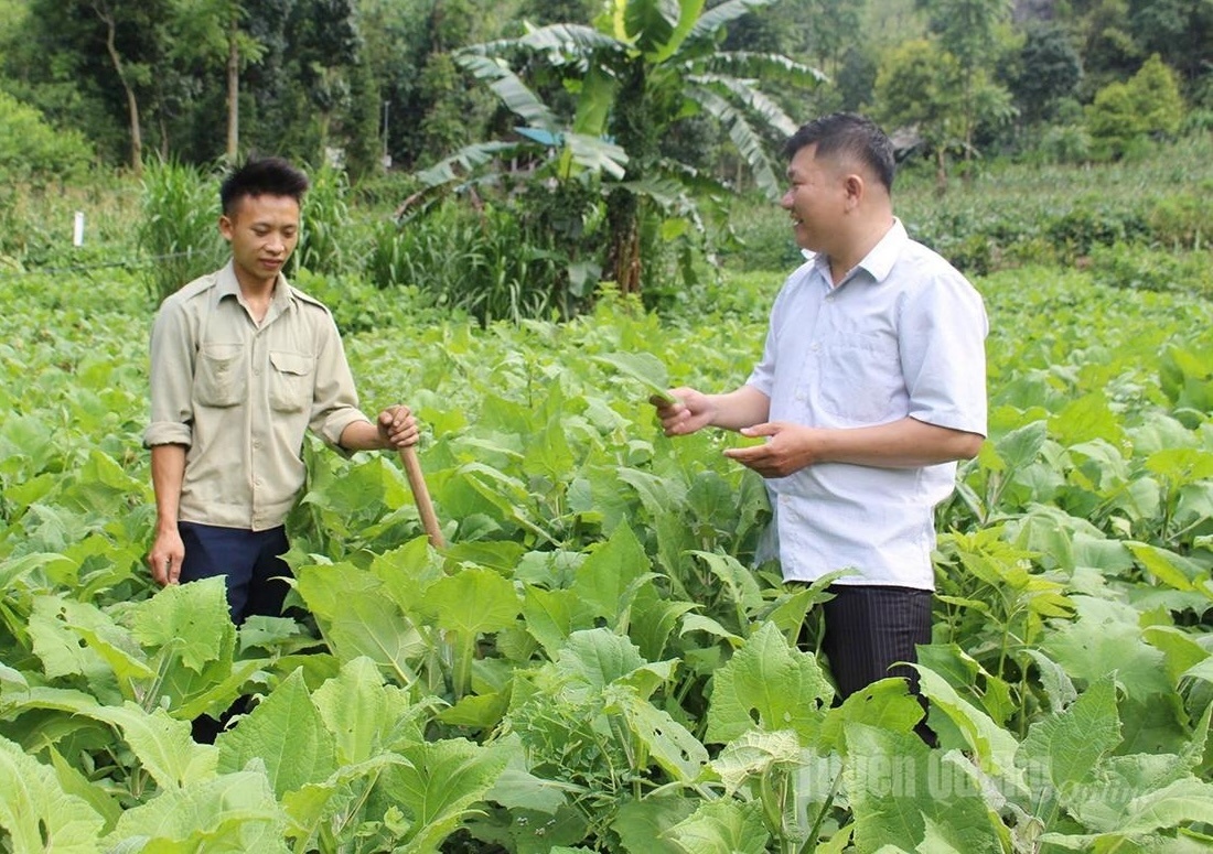 Nông dân Tuyên Quang ‘nghĩ mới làm thật’, trồng loại cây rất hợp với đất miền núi: Thu hoạch là thương lái ‘giành’ mua sạch