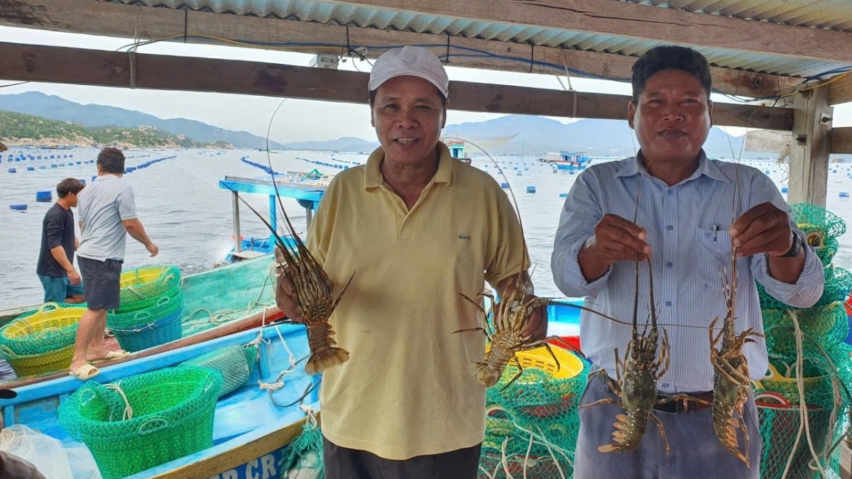 Từ 50 con giống đến doanh thu 4 tỷ: Hành trình thành thành 'tỷ phú tôm hùm' của ngư dân Khánh Hòa