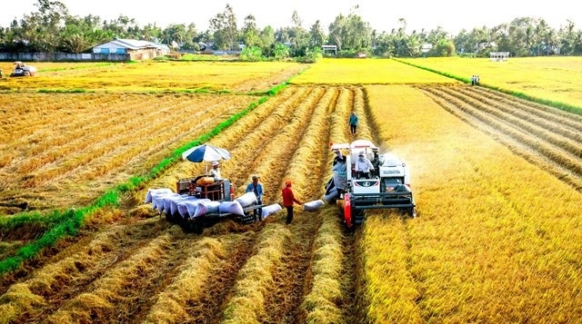 Philippines tạm 'đóng cửa', 2 thị trường này đang kéo gạo Việt thăng hạng