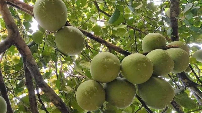 Đặc sản tiến vua 'hồi sinh', nông dân Huế lời hàng trăm triệu sau khi trừ hết chi phí
