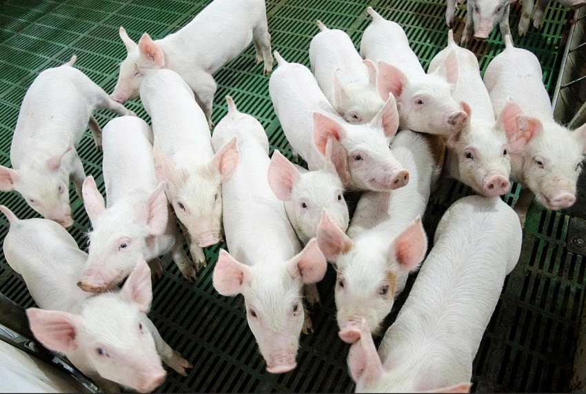 Nông nghiệp Hòa Phát chính thức nộp hồ sơ IPO, 'át chủ bài' tiếp theo của tỷ phú Trần Đình Long lộ diện