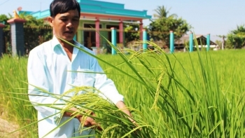 Nông dân Long An trồng loại lúa có dáng cao gấp đôi thường, tên gọi rất mỹ miều cho ra gạo đặc sản nức tiếng cả nước