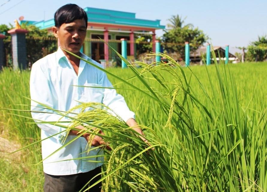 Nông dân Long An trồng giống có dáng cao gấp đôi lúa thường, tên gọi rất mỹ miều, cứ trổ bông là cho ra loại gạo nức tiếng: Giá chỉ 18.000 đồng/1kg