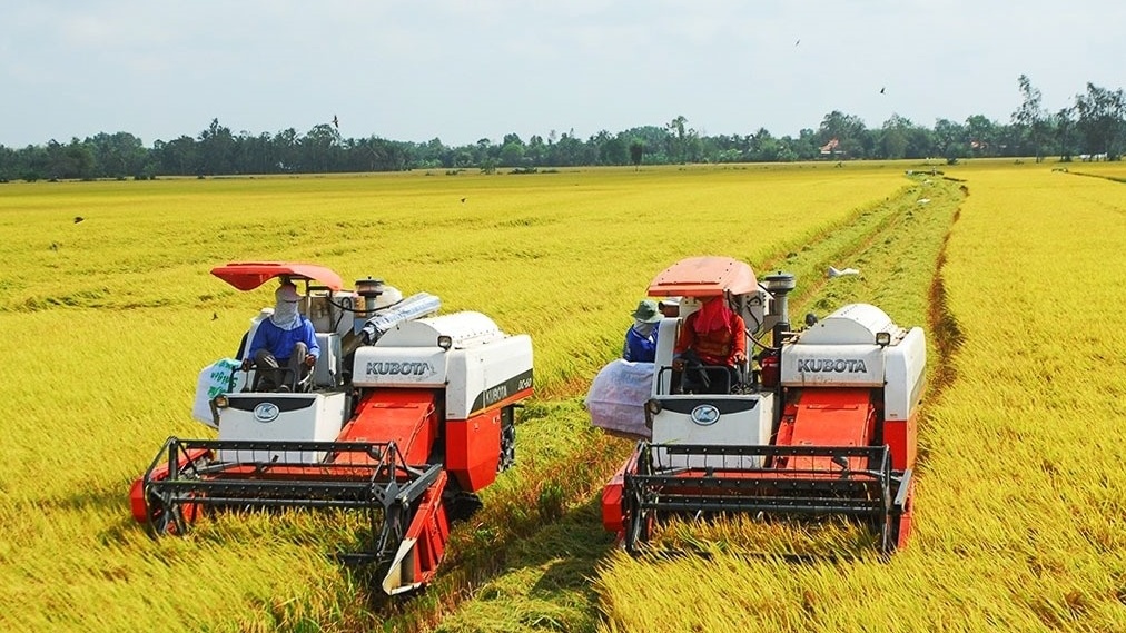 Nhìn lợi nhuận sau bán lúa, nông dân ĐBSCL vẫn mất ăn mất ngủ