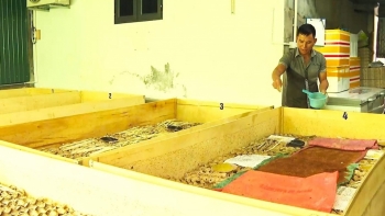 Anh nông dân vùng rốn lũ nuôi côn trùng 'bé hạt tiêu', kỹ thuật đơn giản nhưng mỗi tháng lãi đều 20 triệu
