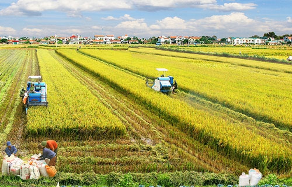 Nhìn lợi nhuận sau bán lúa, nông dân ĐBSCL vẫn mất ăn mất ngủ
