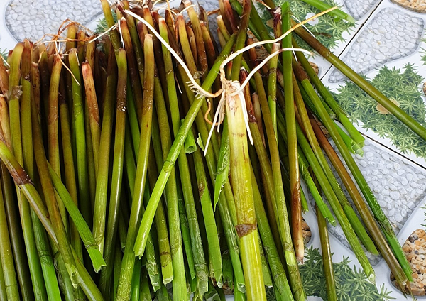 Từng bị xem là 'cỏ dại', loài cây này nay thành đặc sản giá hơn 100.000 đồng/kg vẫn cháy hàng