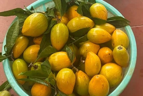 Loại quả ở Việt Nam trước chín rụng đầy gốc không ai ăn nay thành đặc sản sang chảnh ở thành phố, sang trời Tây giá gần 2 triệu/kg