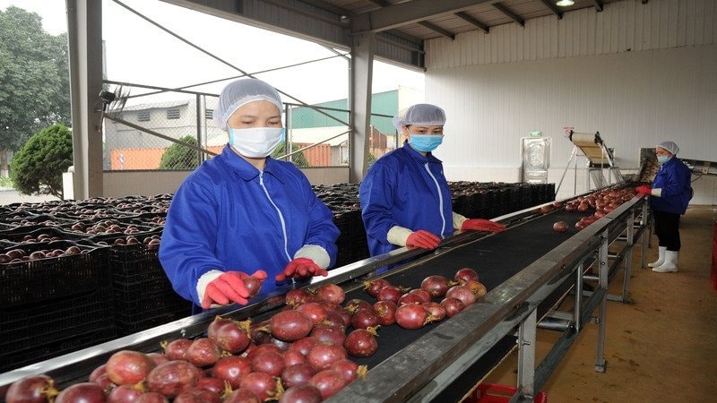 Một ngành hàng của Việt Nam công bố con số kỷ lục gần 1,3 tỷ USD, Trung Quốc có đóng góp lớn