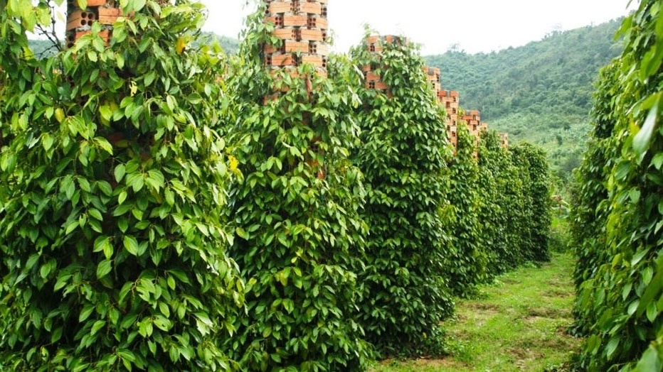 Nông dân Lâm Đồng trồng ‘nông sản tỷ đô’, được ví là ‘vàng đen’: Nhìn lên cây lúc nào cây cũng sai quả, năm nay được giá