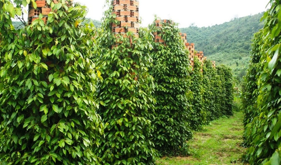 Nông dân Lâm Đồng trồng ‘nông sản tỷ đô’ và còn được ví là ‘vàng đen’, lúc nào cây cũng sai quả