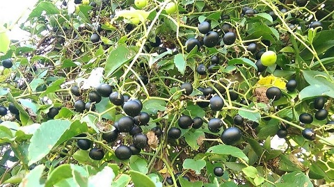 Loại quả mọc dại bờ rào xưa không ai màng, giờ đặc sản 'cháy hàng' ở thành phố, giá 80.000 đồng/kg