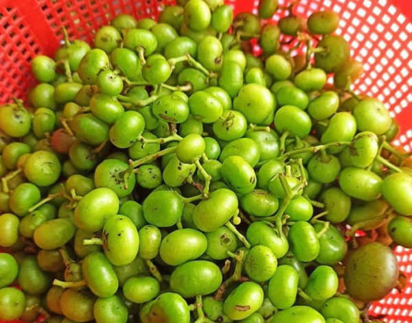 Loại quả mọc dại bờ rào xưa không ai màng, giờ đặc sản 'cháy hàng' ở thành phố, giá 80.000 đồng/kg