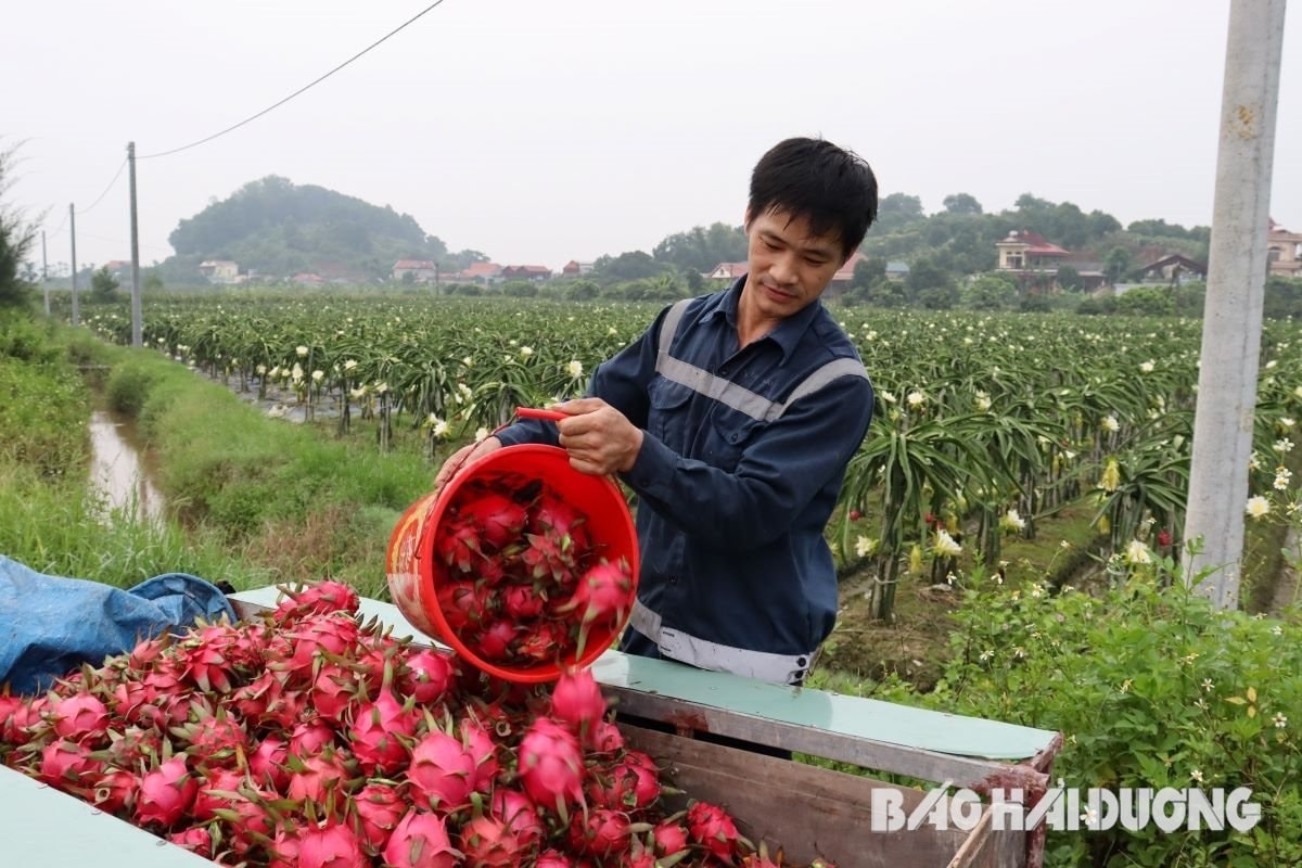Bỏ lúa trồng 'vàng đỏ', hộ nông dân Hải Phòng thu lãi 300 triệu mỗi năm sau khi trừ hết chi phí