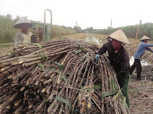 Cổ phiếu doanh nghiệp mía đường năm 2021: LSS, SBT còn triển vọng tăng giá