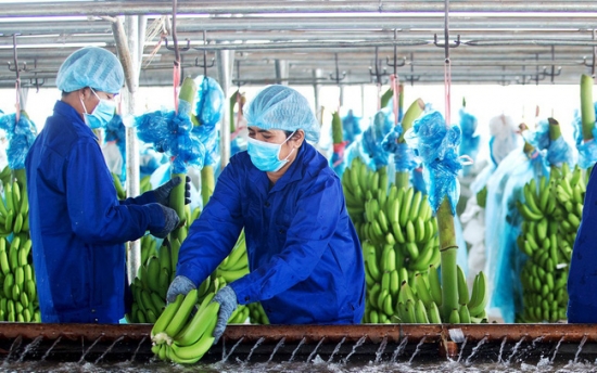 Hoàng Anh Gia Lai (HAG): Lỗ "phình" to sau khi khoản nợ 5.000 tỷ đồng xuất hiện