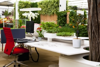 Mẫu thiết kế không gian xanh cho văn phòng làm việc