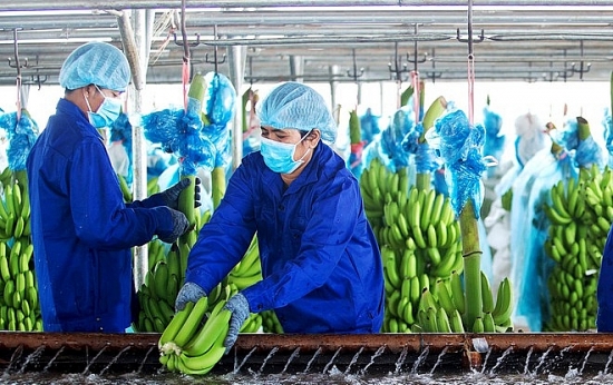 HAGL Agrico muốn chào bán cổ phiếu riêng lẻ cho nhà đầu tư để tăng vốn