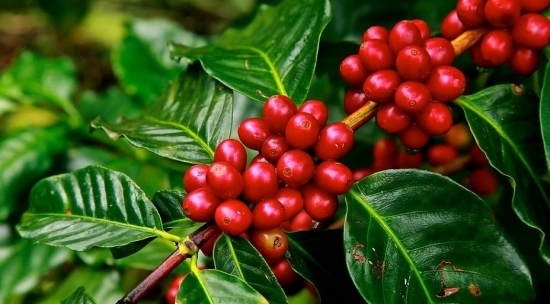 Diễn biến giá cà phê tuần qua (5-10/4): Tăng 400 đồng/kg