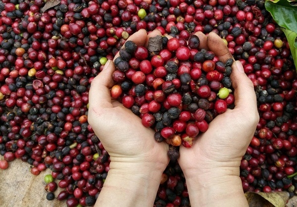 Giá cà phê hôm nay 29/5: Neo tại mức 61.000 đồng/kg